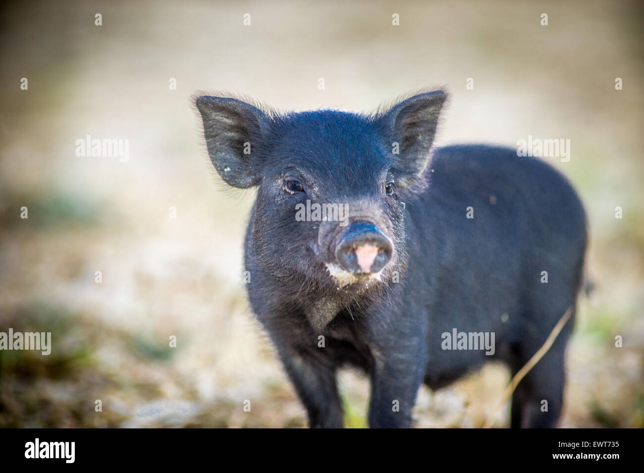 South Africa - Ferrel pot belly pigs on a farm Stock Photo