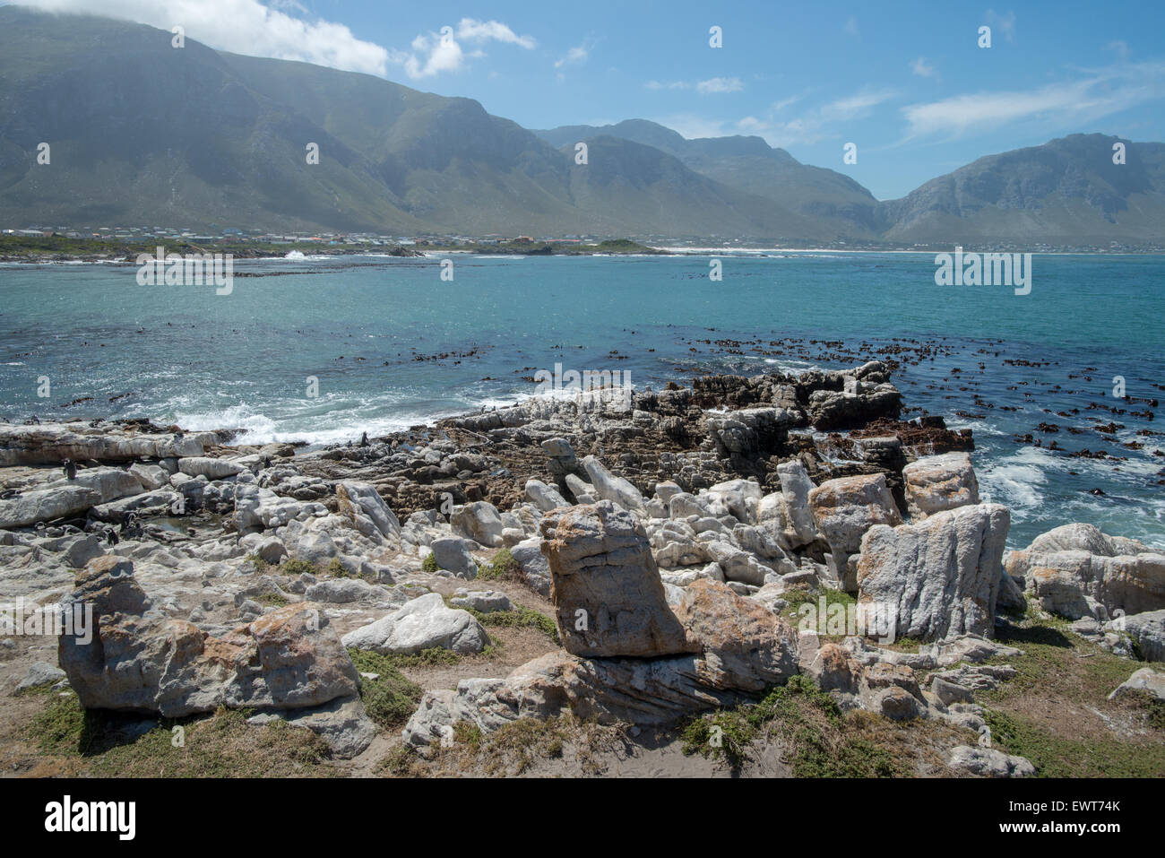 Betty's Bay, South Africa - African Penguins (Spheniscidae) by the water Stock Photo