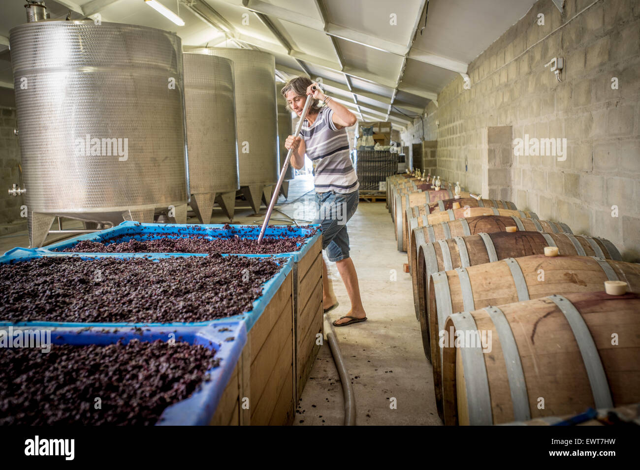 Paarl, South Africa Wine makers punching down the cap on wine grapes