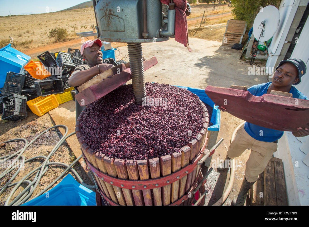 Paarl, South Africa Wine makers mashing wine grapes Stock Photo Alamy