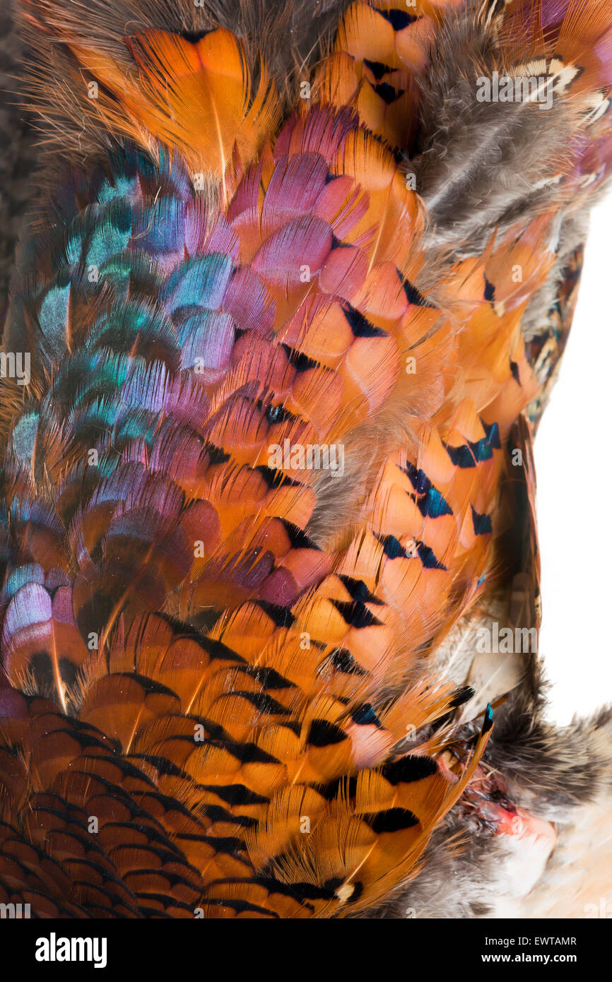 Plumage of a beautiful colorful wild pheasant Stock Photo