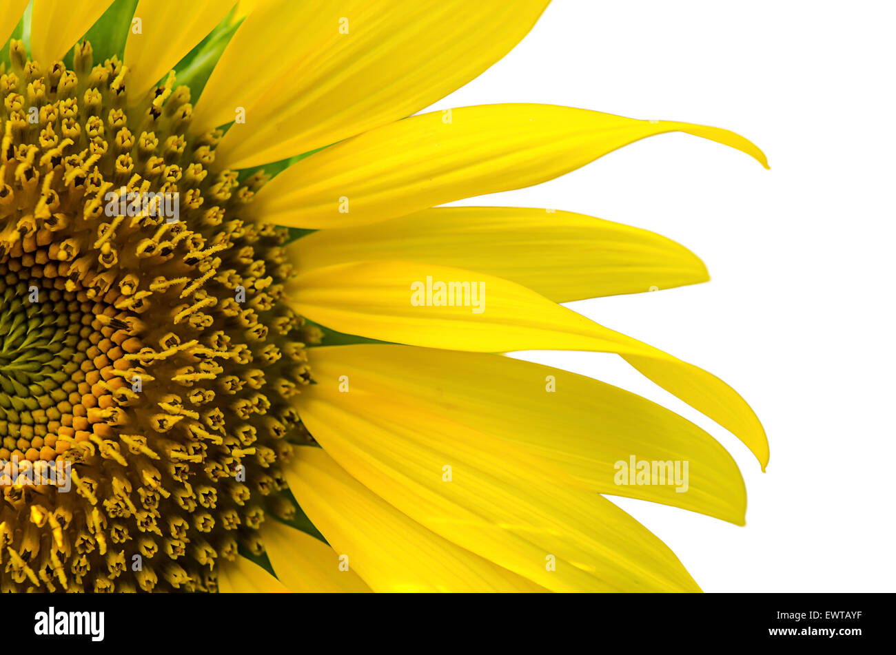 Beautiful sunflower isolated on white background Stock Photo - Alamy