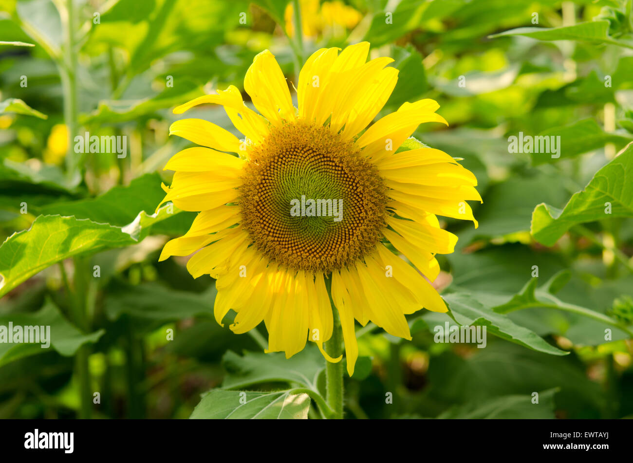 Beautiful sunflower on white background Stock Photo - Alamy
