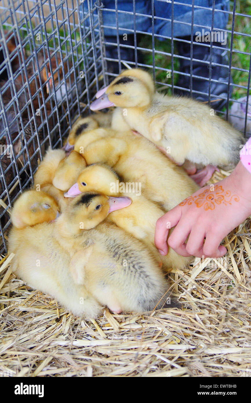 Ducks Ducklings Mobile Animal Farm Sydney Petting Zoo Hire , 53 OFF