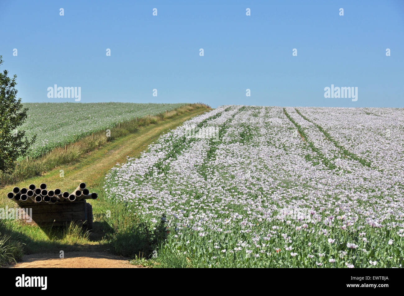 A field of pink poppies. Stock Photo
