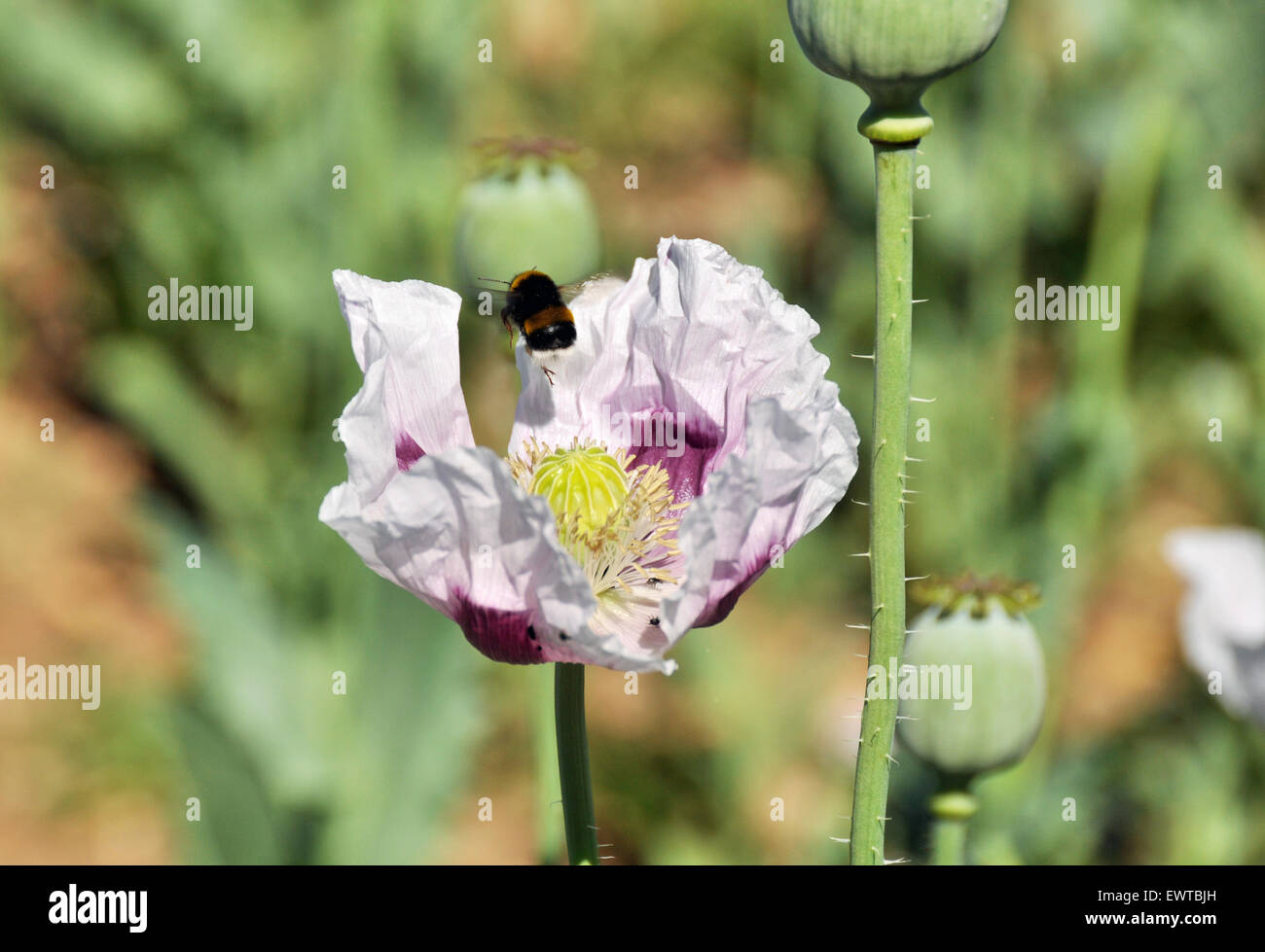 A pink poppy and a bee. Stock Photo