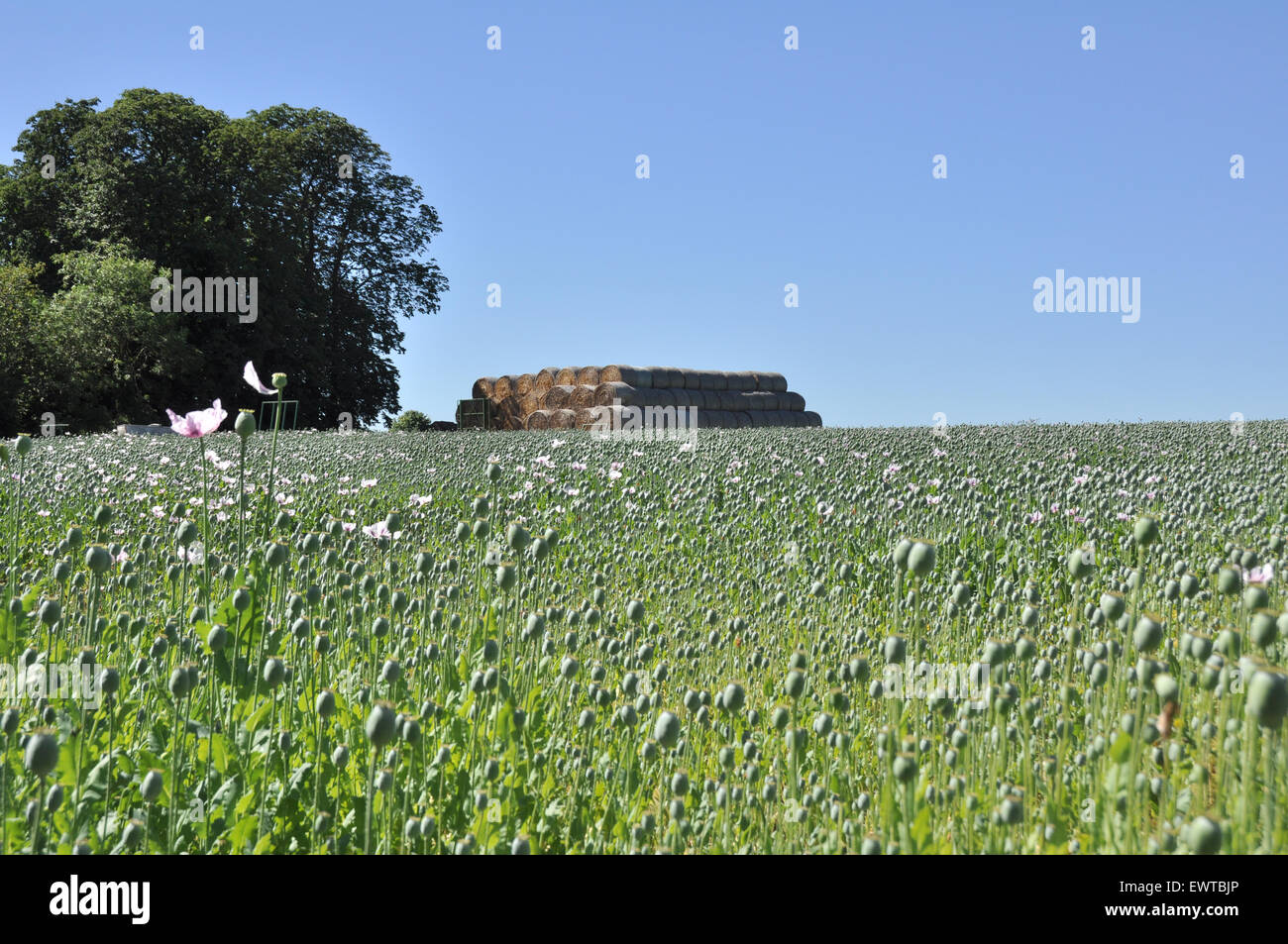 A field of pink poppies. Stock Photo