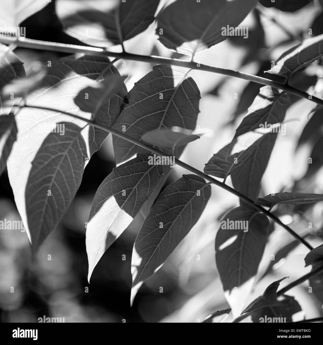 Tree leaves Black and White Stock Photos & Images - Alamy