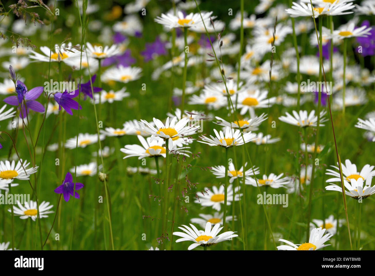 Oxeye daisy (Leucanthemum vulgare) flowers in green grass Stock Photo