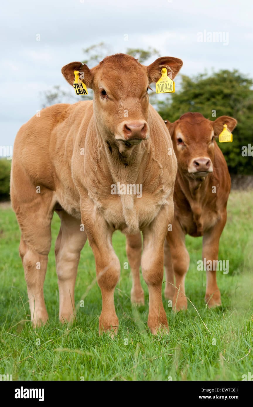 Herd of Limousin beef cattle in upland pastures, Lancashire, UK. Stock Photo