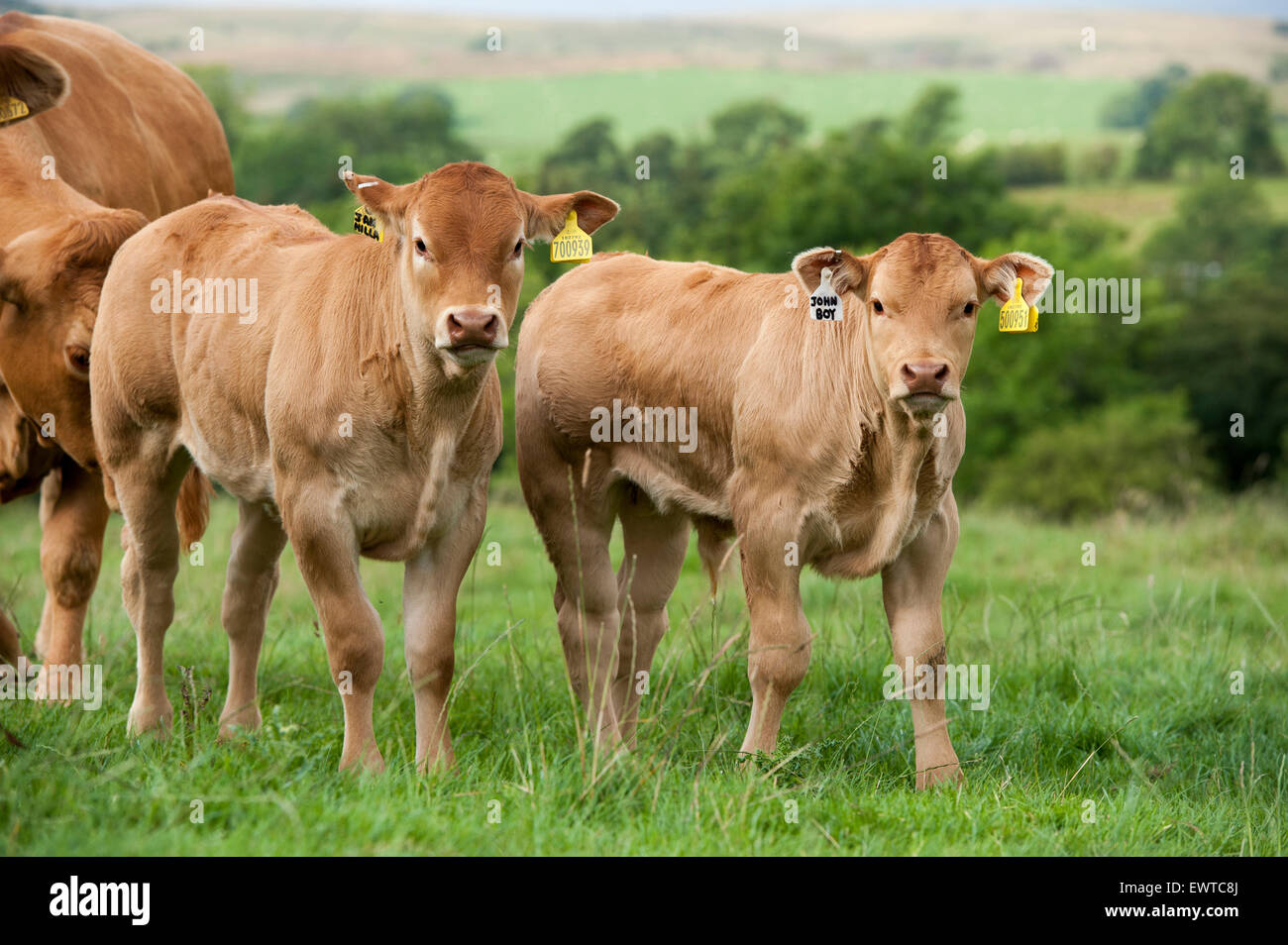 Herd of Limousin beef cattle in upland pastures, Lancashire, UK. Stock Photo