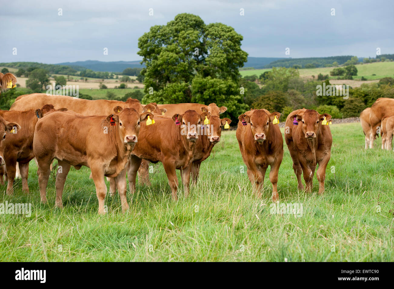 Herd of Limousin beef cattle in upland pastures, Lancashire, UK. Stock Photo