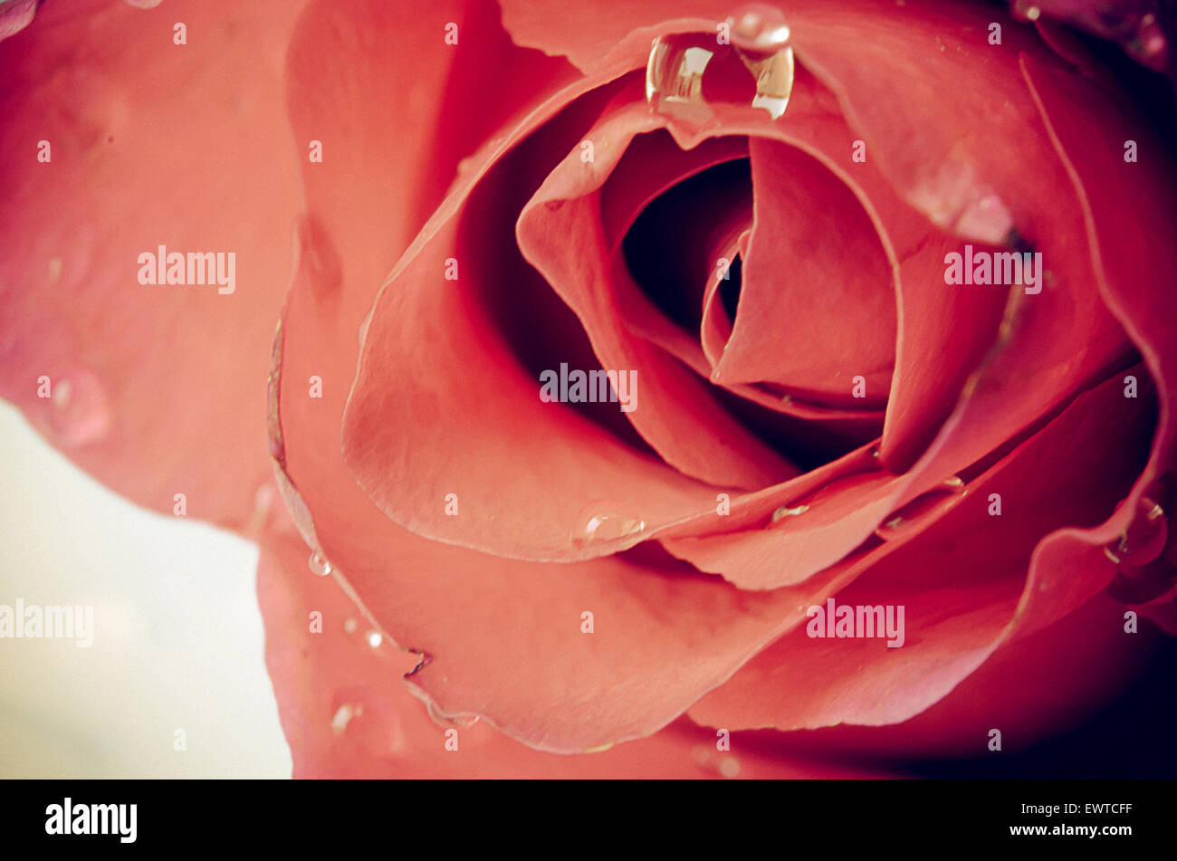close up rose flower vintage Stock Photo - Alamy