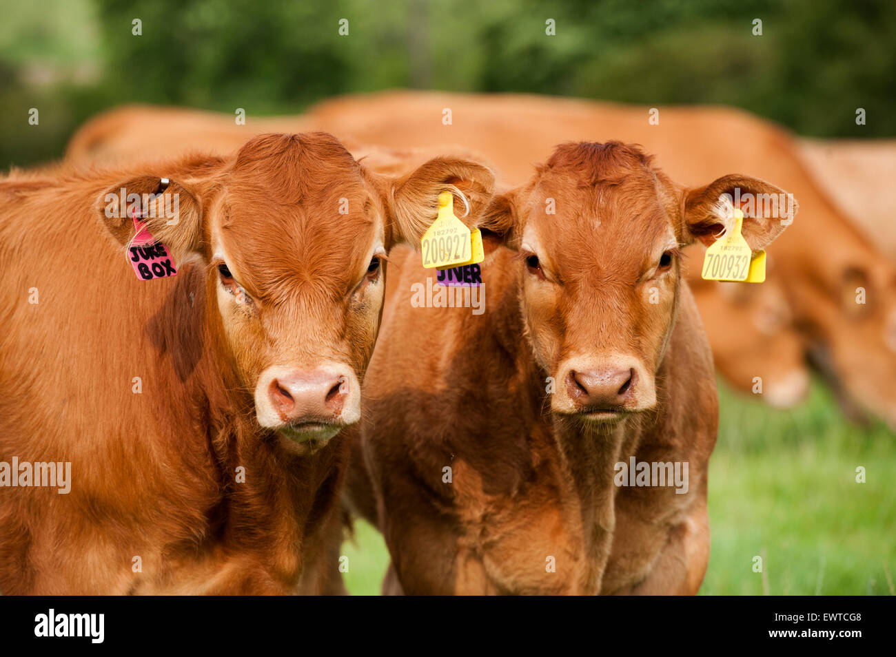 Herd of Limousin beef cattle in upland pastures, Lancashire, UK. Stock Photo