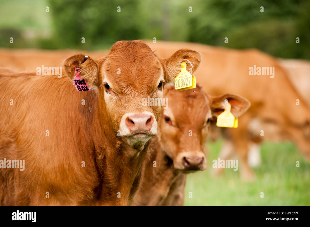 Herd of Limousin beef cattle in upland pastures, Lancashire, UK. Stock Photo