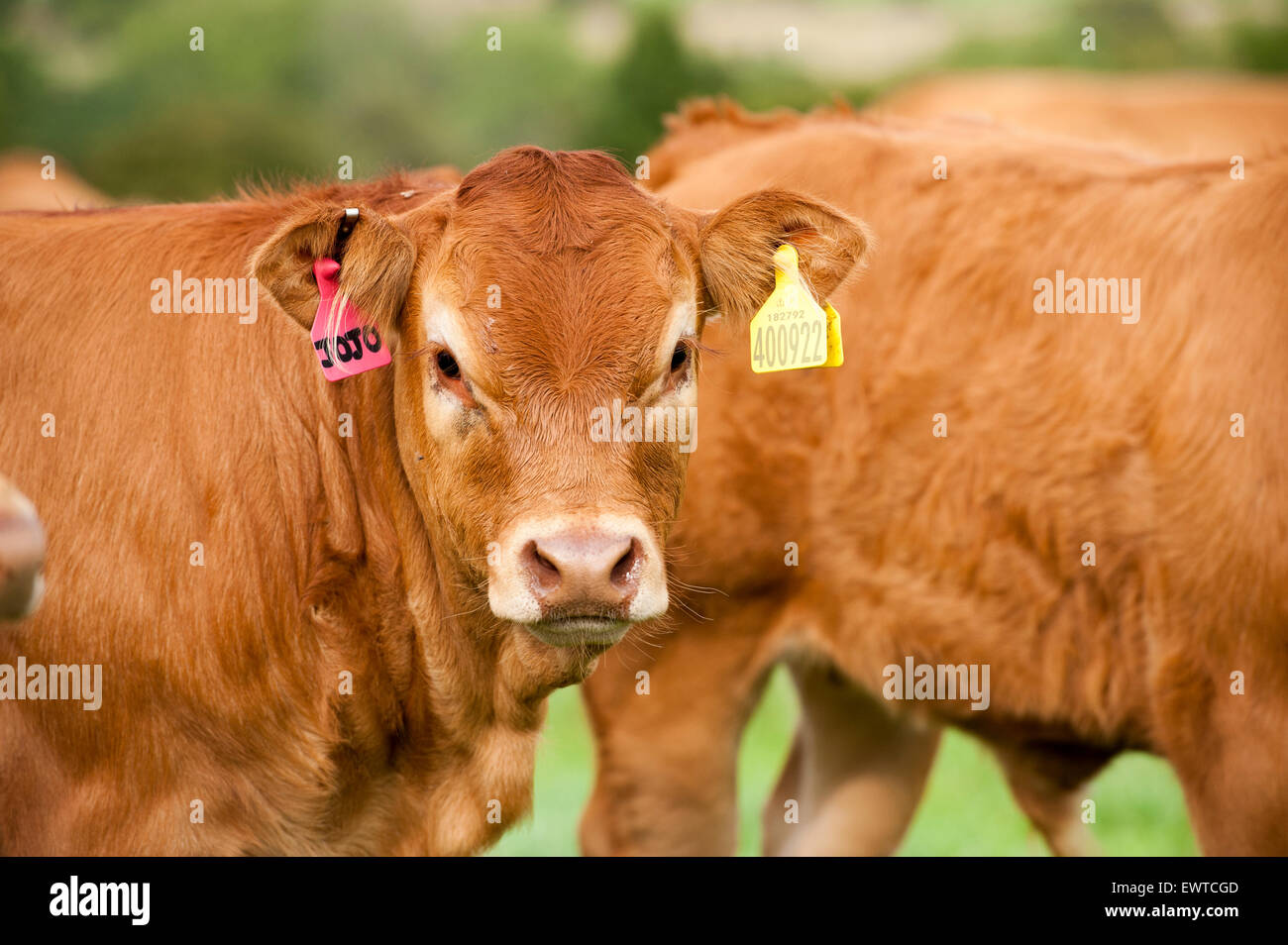 Herd of Limousin beef cattle in upland pastures, Lancashire, UK. Stock Photo