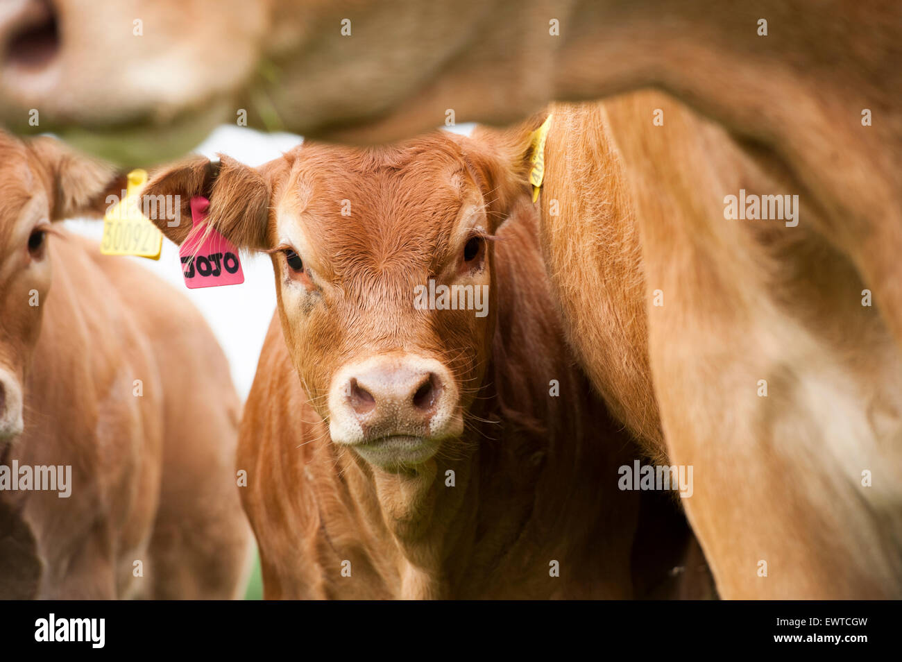 Herd of Limousin beef cattle in upland pastures, Lancashire, UK. Stock Photo