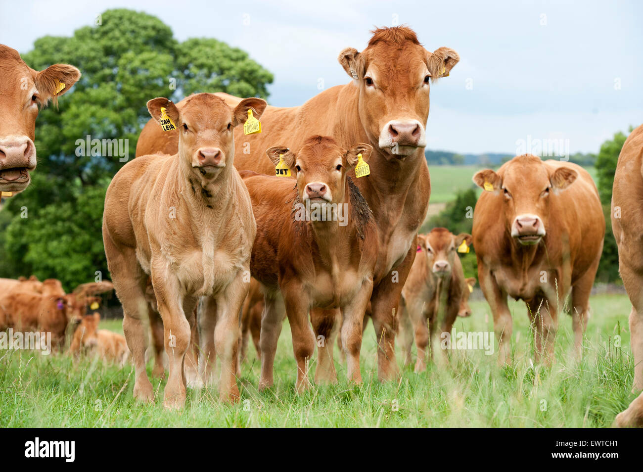 Herd of Limousin beef cattle in upland pastures, Lancashire, UK. Stock Photo