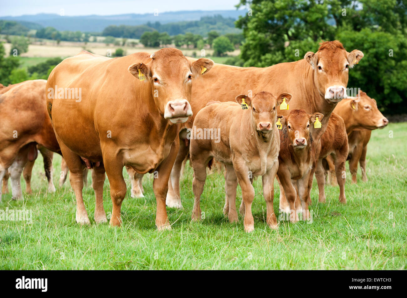 Herd of Limousin beef cattle in upland pastures, Lancashire, UK. Stock Photo