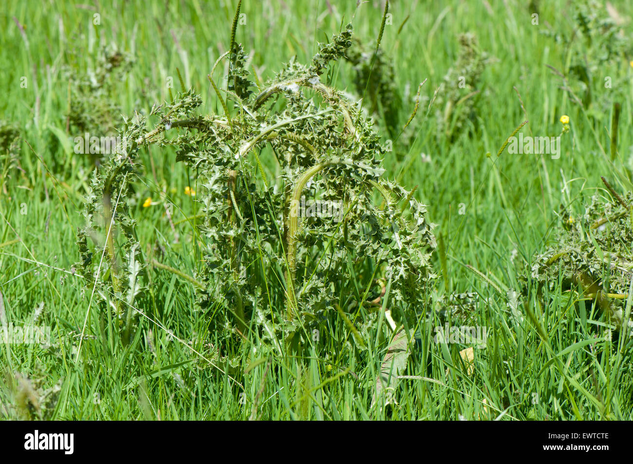 Thistles in pasture dying after being sprayed with herbicide. Stock Photo
