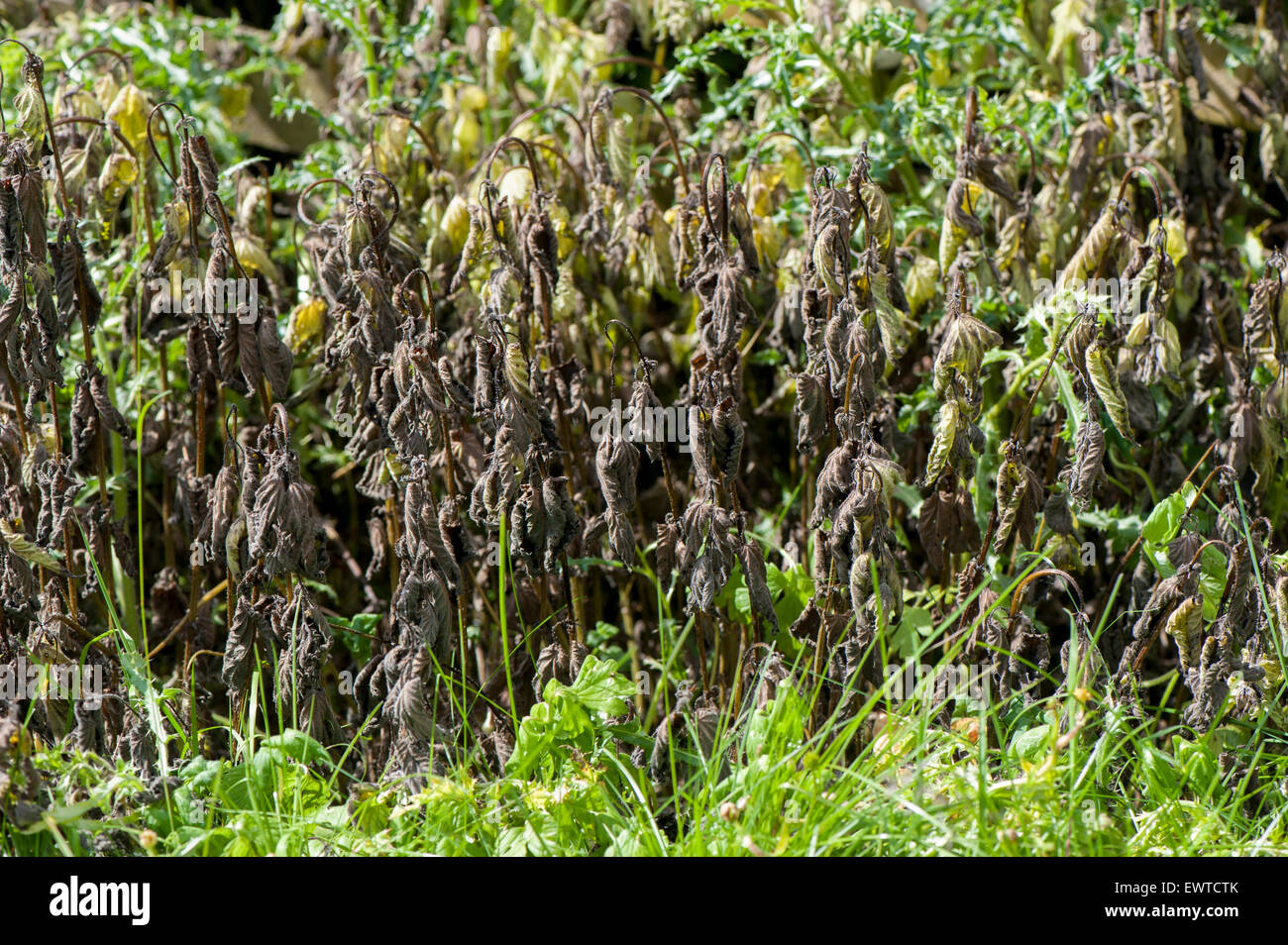 Nettles in pasture dying after being sprayed with herbicide. Stock Photo