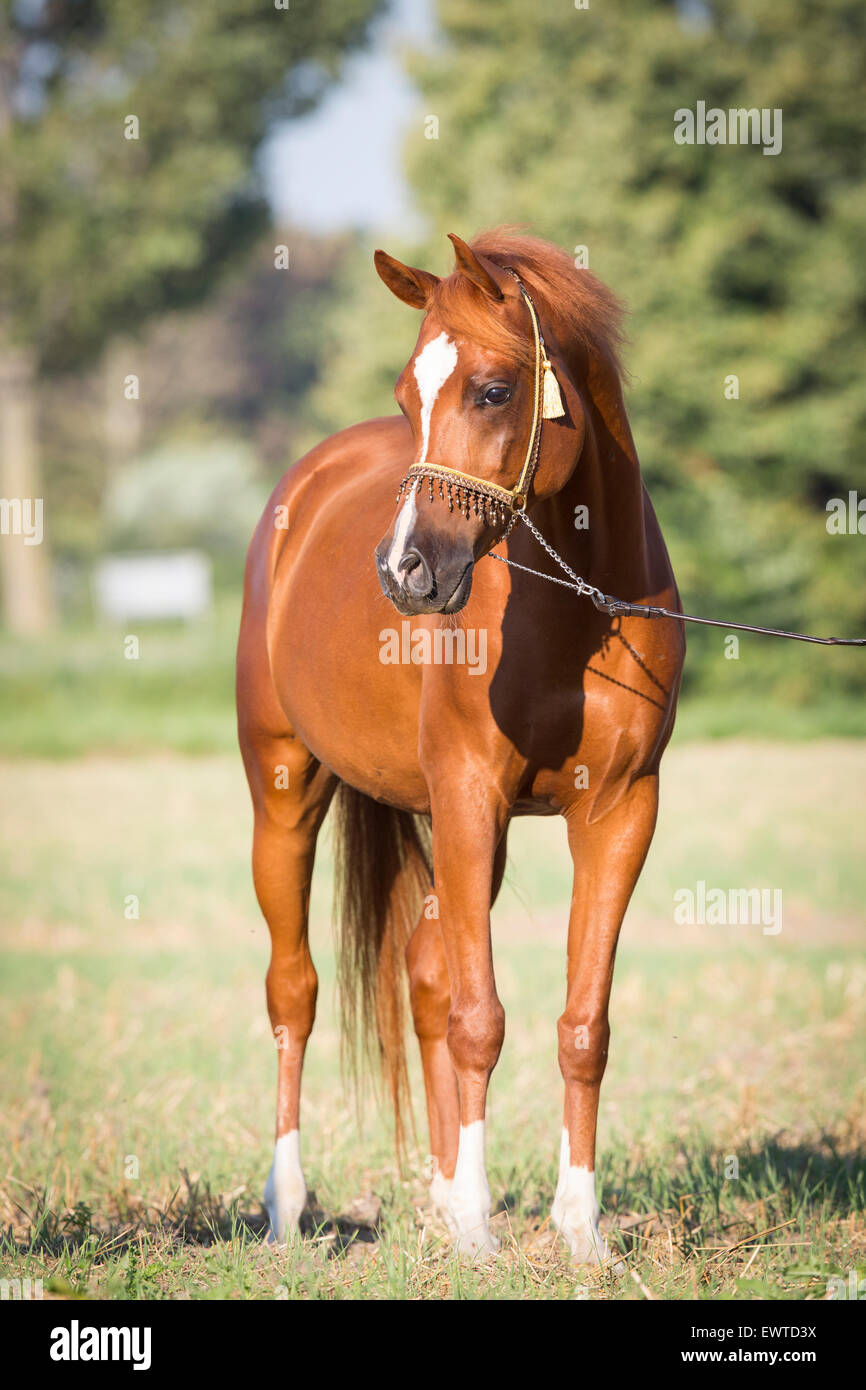 Chestnut arabian horse hi-res stock photography and images - Alamy