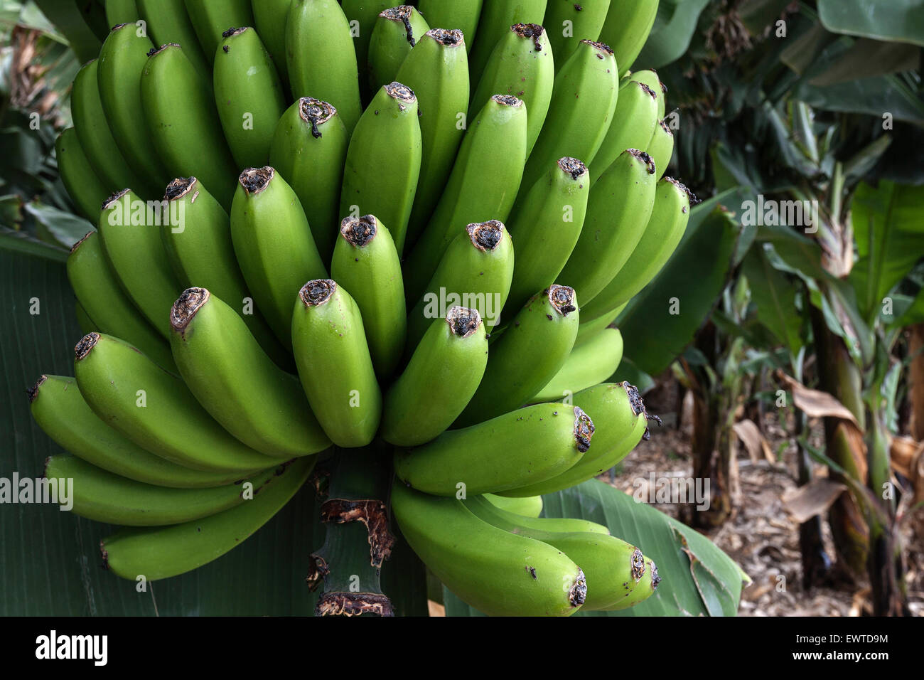 Canary Islands bananas (Musa sp.), banana tree, La Palma, Canary