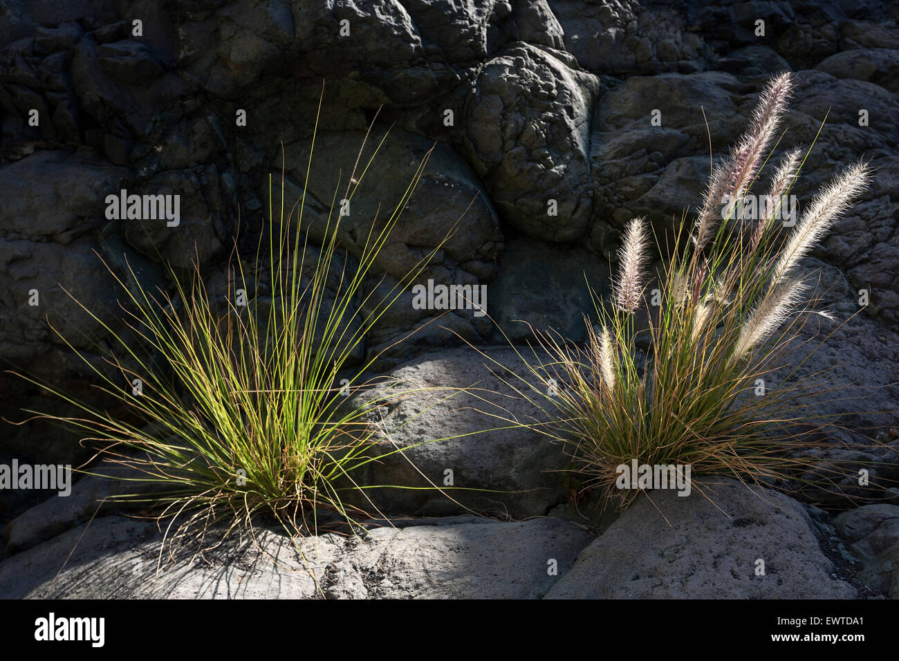 Dwarf fountain grass (Pennisetum alopecuroides), Barranco de las Angustias, Caldera de Taburiente National Park, La Palma Stock Photo