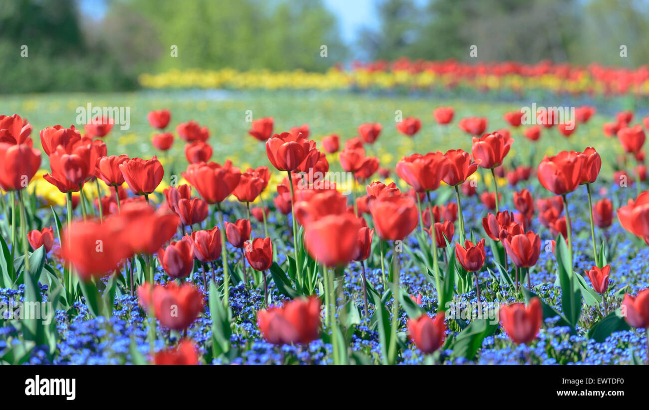 Red Tulips in the Garden Stock Photo