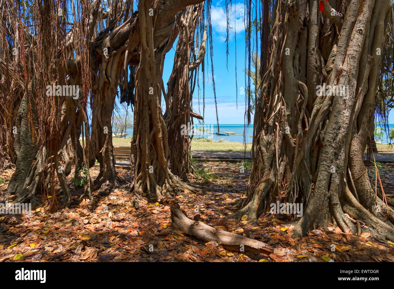 Würgefeigen (Banyan Tree, Ficus benghalensis) am Strand von Mauritius, Indischer Ozean Stock Photo