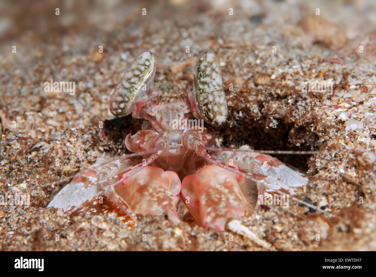 Fangschreckenkrebs (Lysiosquilla spec.), in Wohnhöhle, Cocos Island, Kokos Insel, Unesco Weltnaturerbe, Costa Rica, Zentral Amer Stock Photo