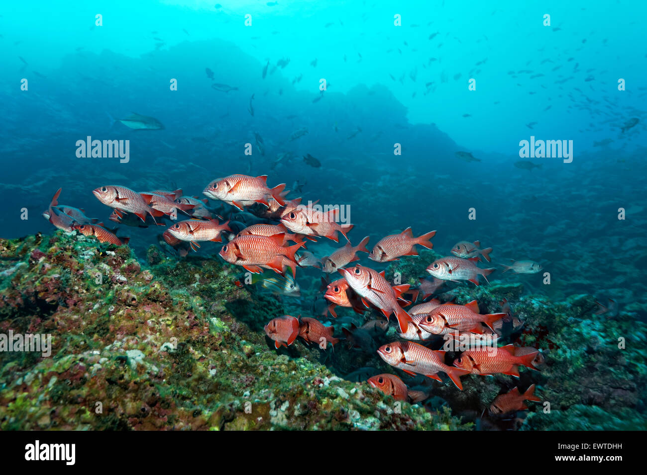 Schwarm Großschuppen Soldatenfische (Myripristis berndti) schwimmt über Korallenriff, Cocos Island, Kokos Insel, Unesco Weltnatu Stock Photo
