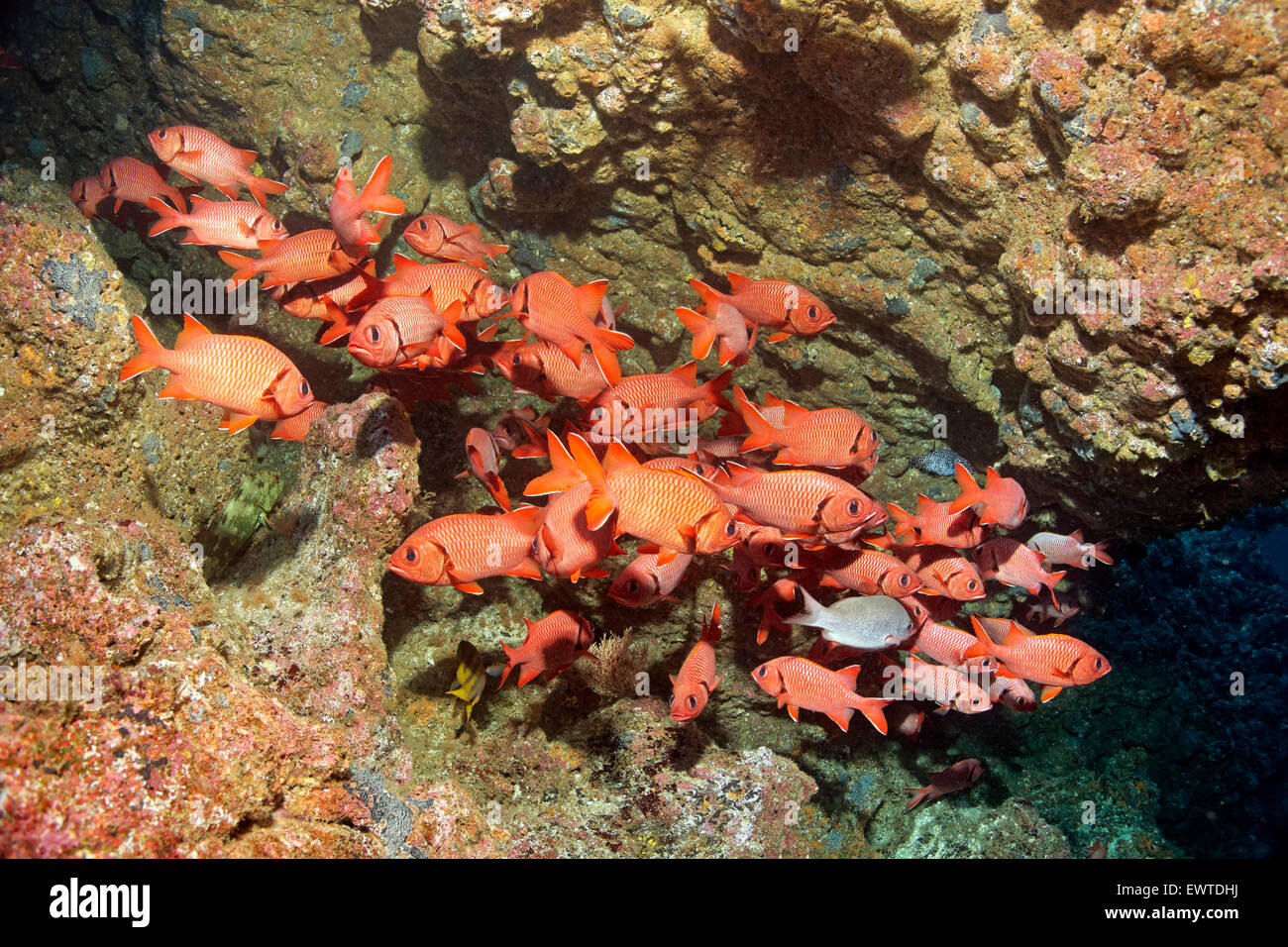 Schwarm Großschuppen Soldatenfische (Myripristis berndti) in Spalte von Korallenriff, Cocos Island, Kokos Insel, Unesco Weltnatu Stock Photo