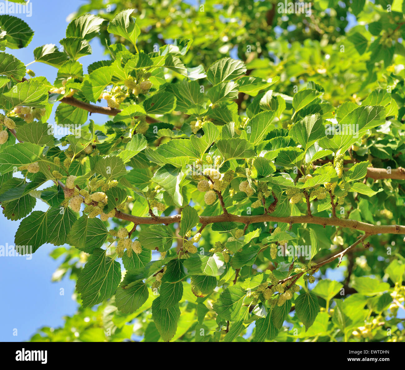 White mulberry (Morus alba), branch with ripe fruits, Istria, Croatia Stock Photo