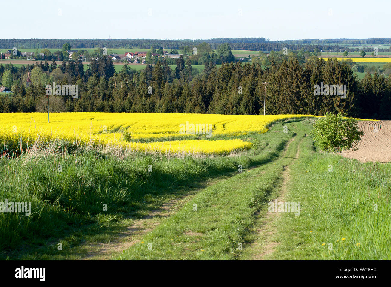 Beautiful spring rural landscape with rape field and blue sky Stock ...