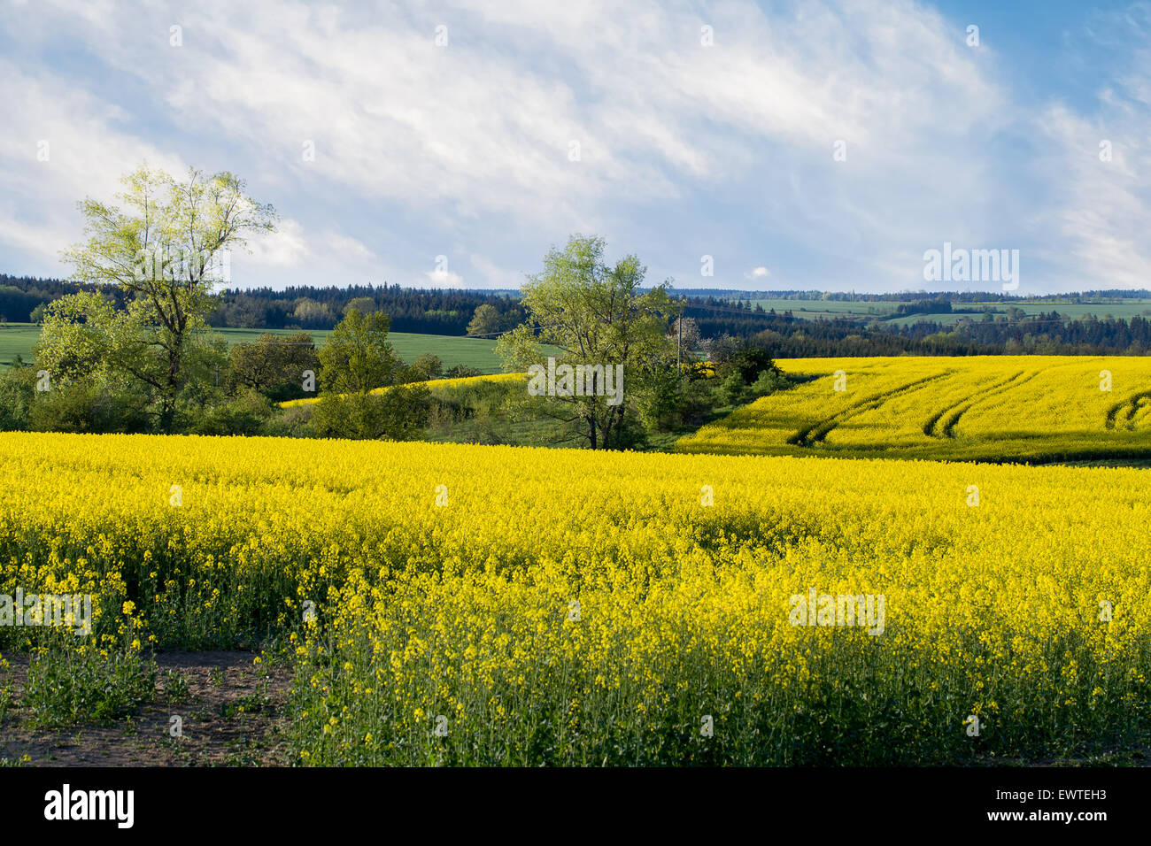 Beautiful spring rural landscape with rape field and blue sky Stock ...