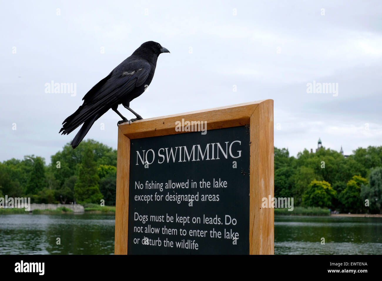 A crow standing on a sign reading “ no swimming” Stock Photo