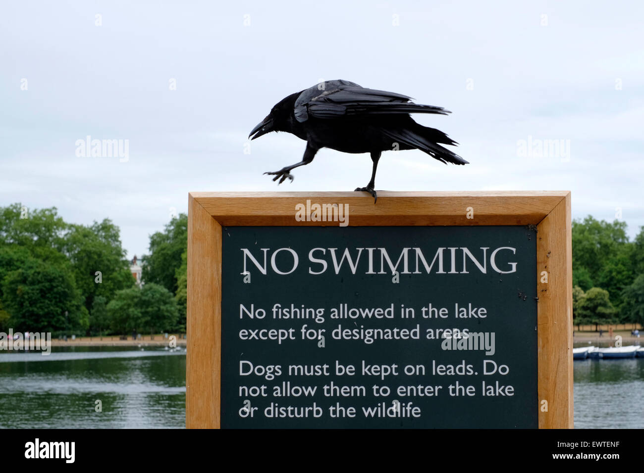 A crow standing on a sign reading “ no swimming” Stock Photo