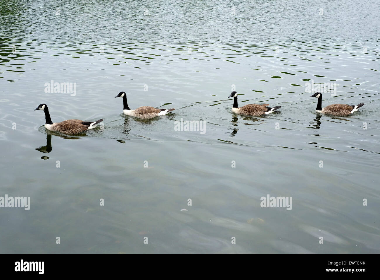 Ducks swimming at the Serpentine lake, Hyde Park, London Stock Photo