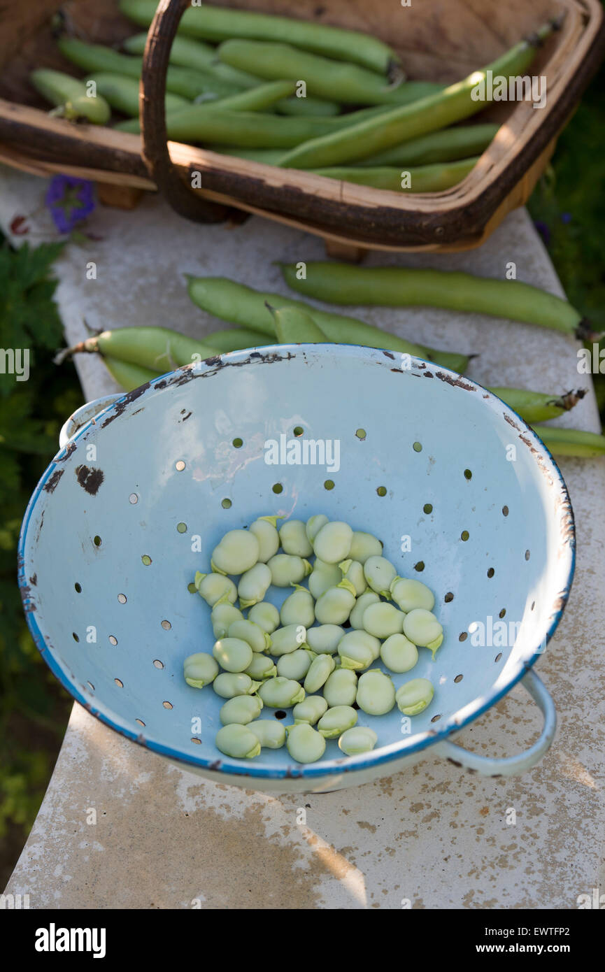 Vicia faba. Broad beans in a colander Stock Photo