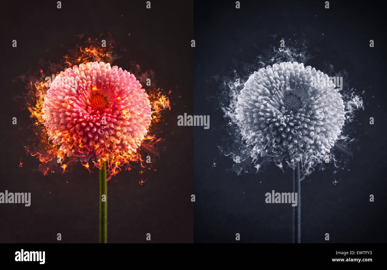Flower on Fire Stock Photo Alamy