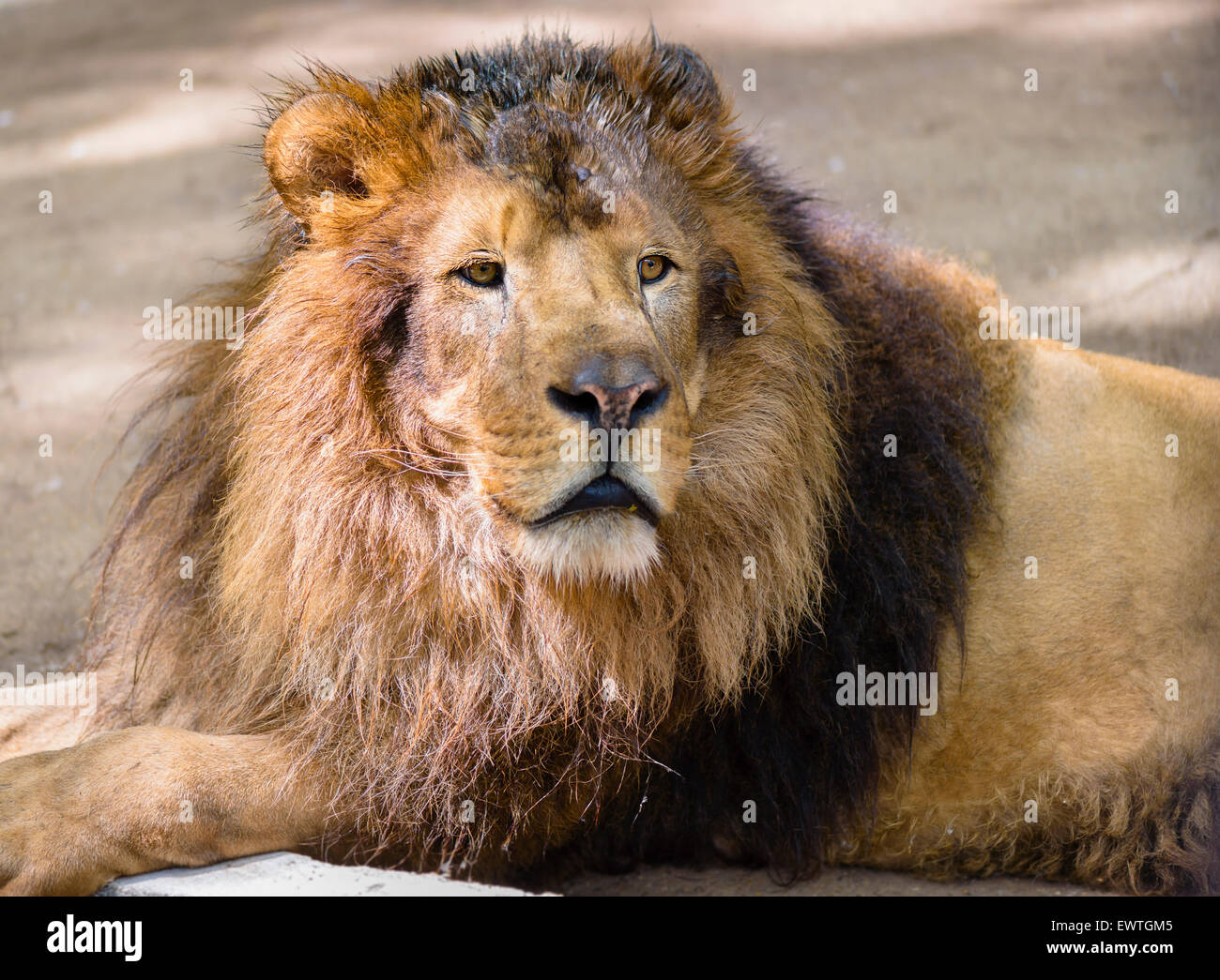 Portrait of male lion at zoo Stock Photo