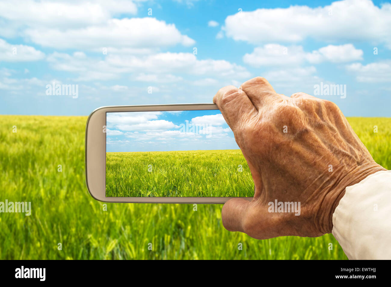 Old hand taking photography of green wheat field. Agricultural concept. Stock Photo