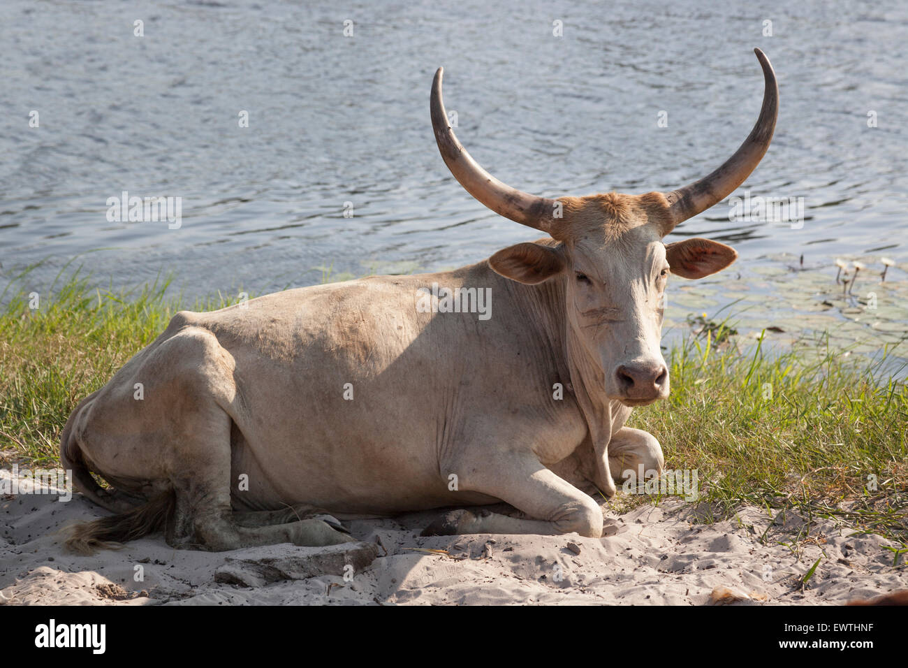 Barotse Cattle, Zambia, Africa Stock Photo Alamy