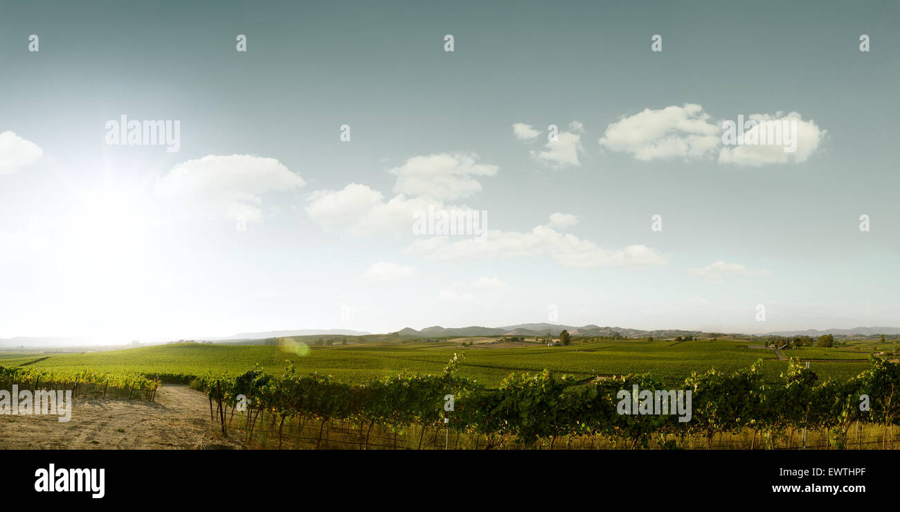 panoramic view of grape plantation of Napa valley in summer time Stock Photo
