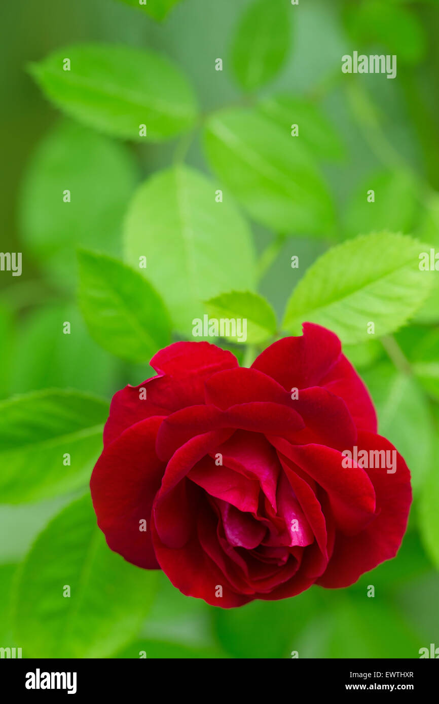 Red rose in the green background Stock Photo - Alamy