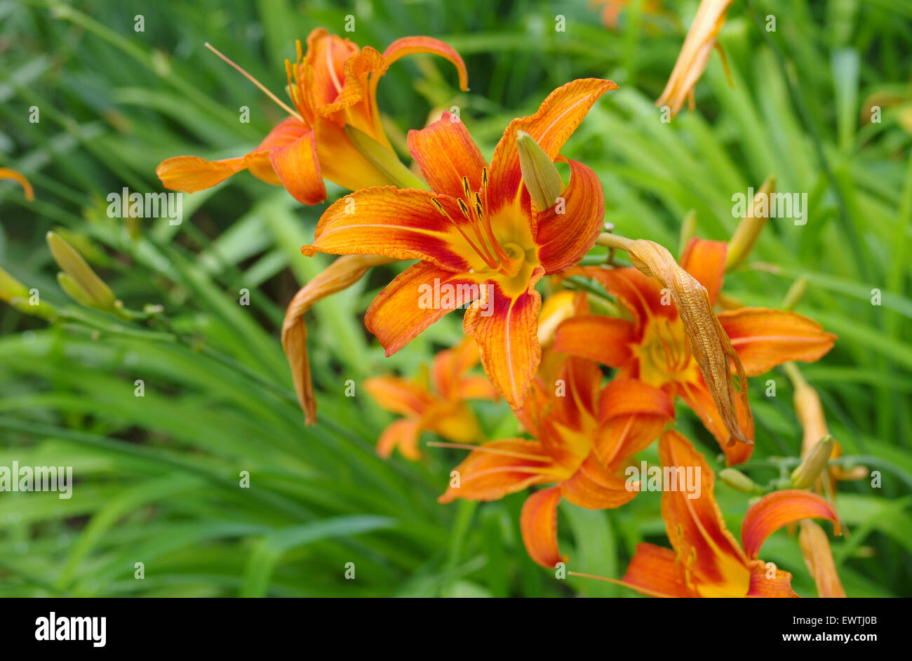 Orange lilies in a summer garden Stock Photo Alamy