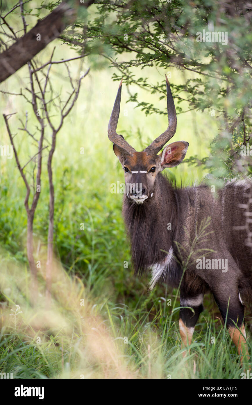 SOUTH AFRICA- Kudu (Tragelaphus strepsiceros) roaming on Dinokeng Game Reserve Stock Photo