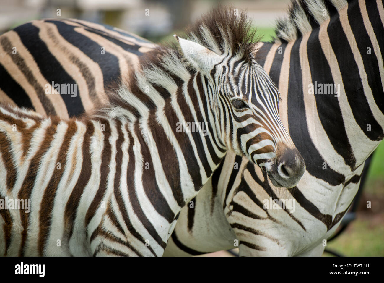 SOUTH AFRICA- Zebra (Equus quagga) roaming in the Dinokeng Game Reserve Stock Photo