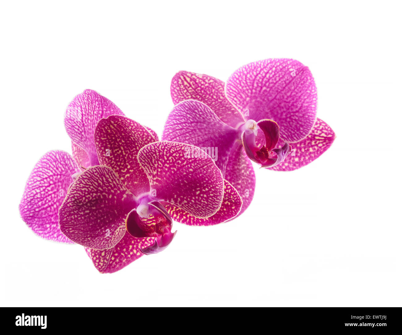 pink orchid flowers isolated on white Stock Photo - Alamy